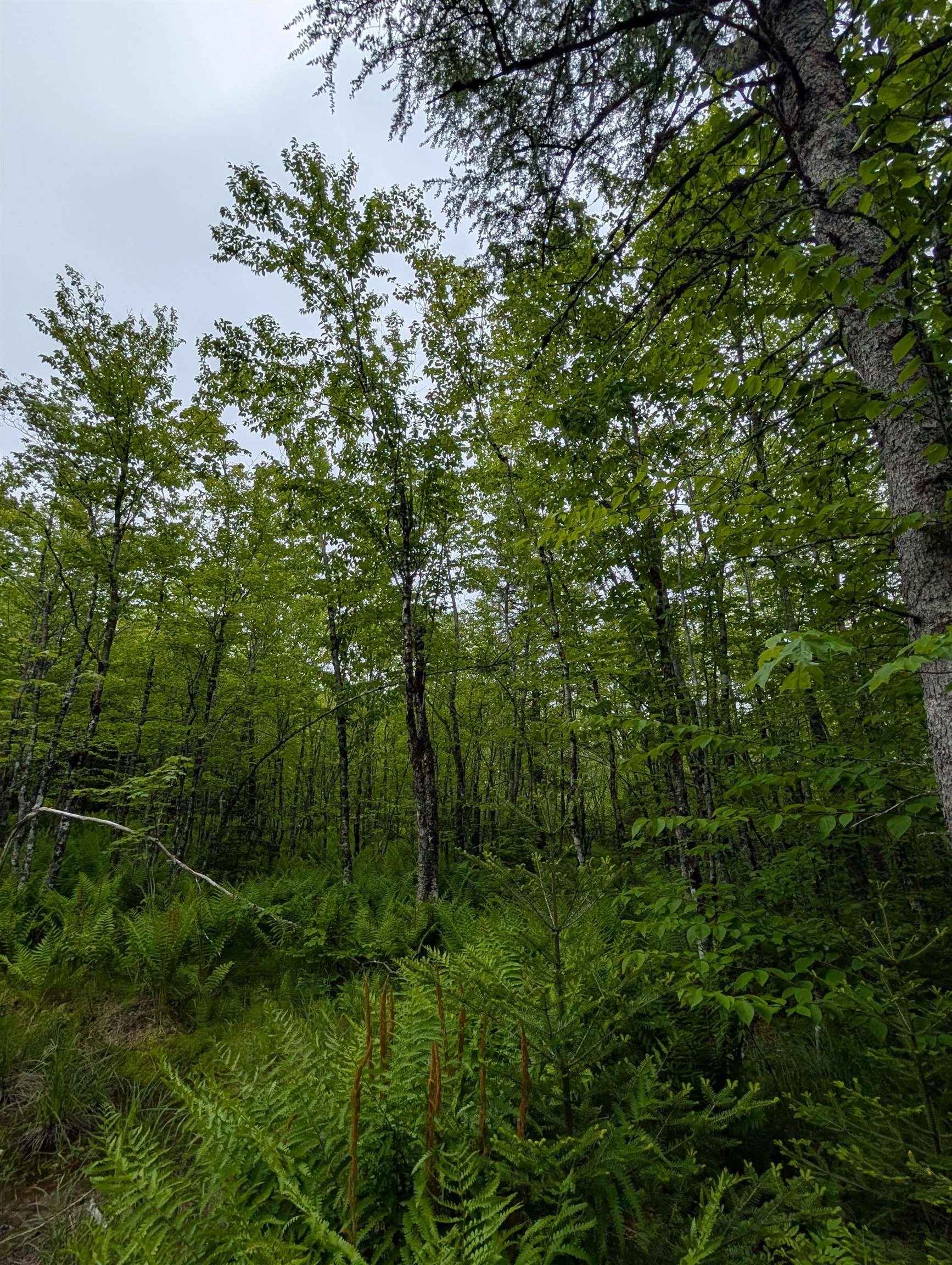 Cm2j Lot Cm2j MacKenzie Lane, Mount Uniacke NS B0N 1Z0 - MLS 202514136