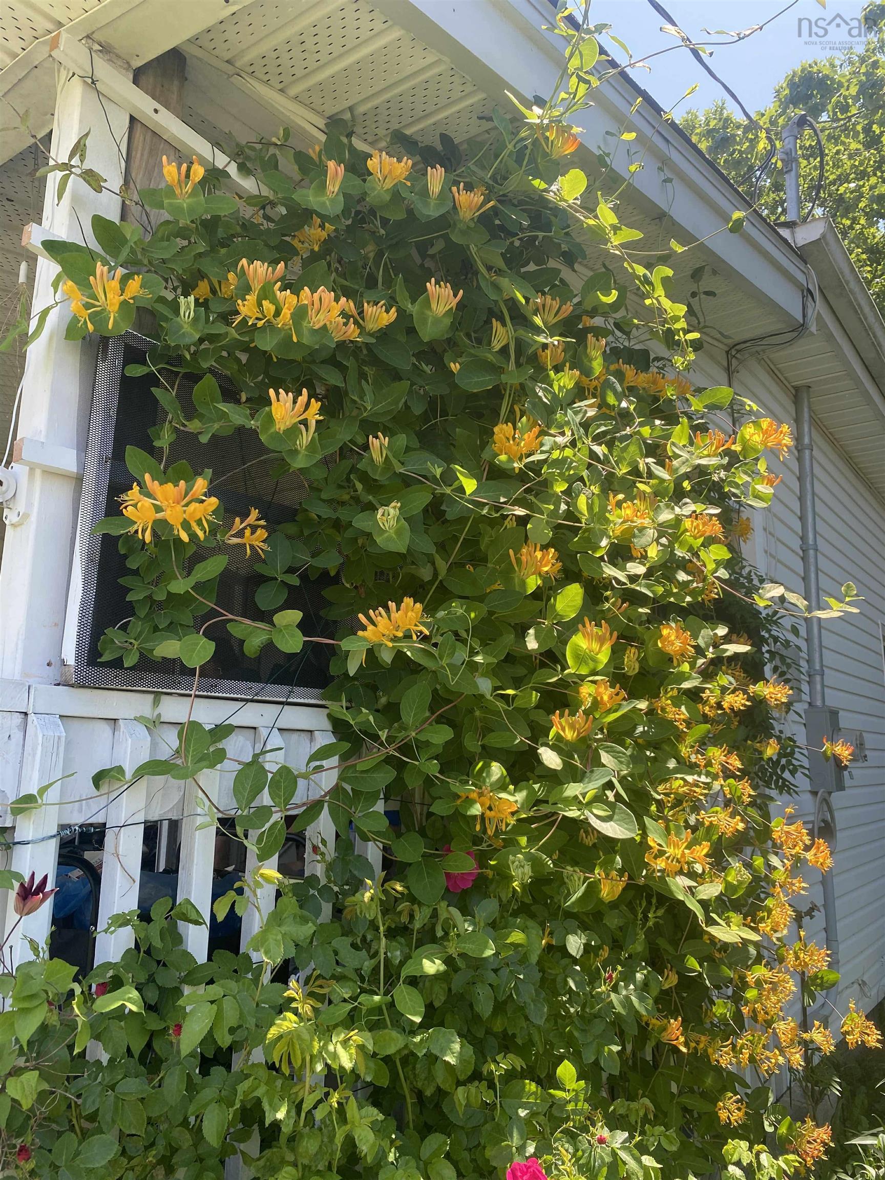 Thumbnail image for 44 Courtney Road MLS<sup>®</sup> 202527844